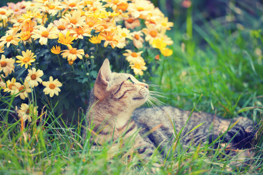 Virág és cica